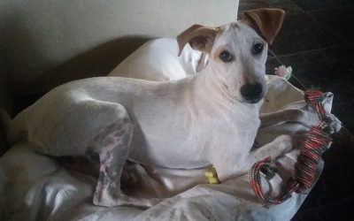 See Spot run #fracture #repair #plate #screws